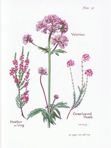 Valerian, Heather tai Ling, Cross Leaved Heath, 1951 tekijältä Bessie D. Inglis