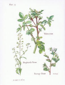 Vesikrassi, Shepherds Kukkaro, Scurvy Grass, 1951