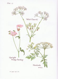 Wild Chevril, Hemlock, Upright Hedge Persley, 1951 tekijältä Bessie D. Inglis