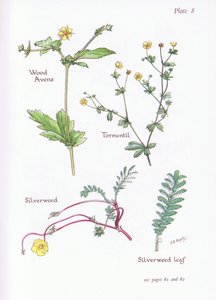 Wood Avens, Tormentil, Silverweed, 1951 tekijältä Bessie D. Inglis