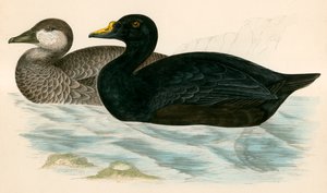 Tavallinen Scoter tekijältä Beverley R. Morris