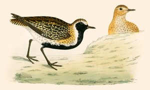 Golden Plover tekijältä Beverley R. Morris