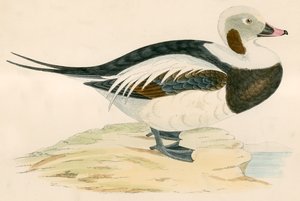 Pitkähäntäinen ankka tekijältä Beverley R. Morris