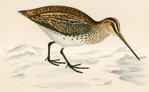 Taivaanvuohi