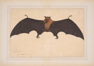 Suuri intialainen hedelmälepakko tai lentävä kettu (Pteropus Giganteus) tekijältä Bhawani Das