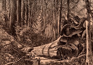 Mammuttipuu "metsän isä"