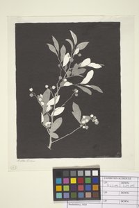 Huckleberry (muste paperille)