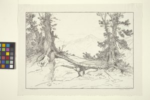 Sierra Pines (muste paperille) tekijältä Bolton Coit Brown