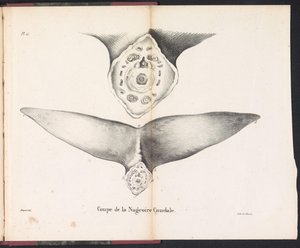 Poikkileikkaus valaan hännän evästä, 1827 Coupe de la Nageoire Caudale (nimi esineessä)