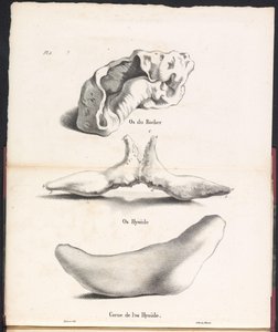 Kolme osaa valaan hyoidiluusta, 1827 Os du Rocher / Os Hyoid / Corne de l