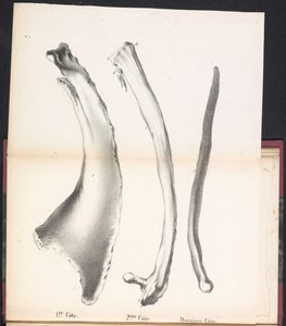 Valaan kolme kylkiluuta, 1827 1st Côte / 2me Côte / Derniere Côte (otsikko esineessä)
