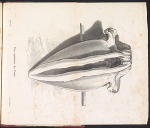 Valaan pääkallo, 1827 Face supérieure du Crâne (otsikko esineessä)