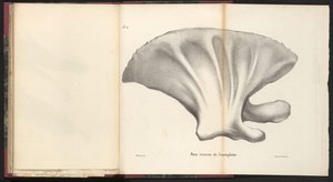 Valaan lapa, 1827 Face interne de l