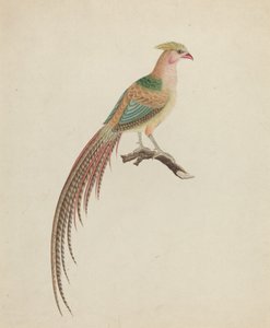 Kultafasaani (Chrysolophus pictus)