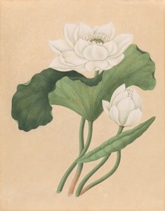 Itä-Intian lootus (Nelumbo nucifera)
