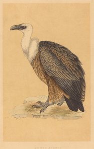 Griffon Vulture