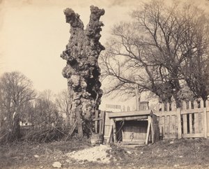 Vanha puu lähellä Chathamia tekijältä British 19th Century