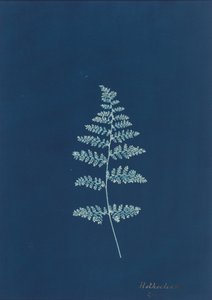 Hothocleana,c. 1850-luku (kuva) tekijältä British Photographer