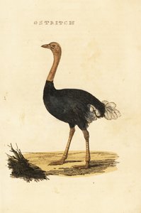 Tavallinen strutsi, Struthio camelus tekijältä British School