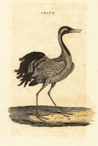 Demoiselle-nosturi, Grus virgo tekijältä British School