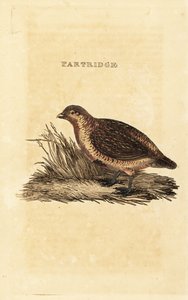 Harmaa pelto, Perdix perdix tekijältä British School