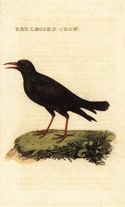 Punanukkanen, Pyrrhocorax pyrrhocorax tekijältä British School