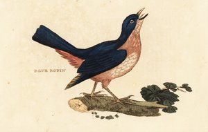 Siperiansininen robin, erittäin Larvivora