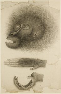 Orangutanin pää ja kädet, n. 1818-30 (kynä ja akvarelli paperille) tekijältä British School