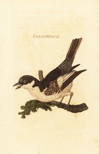 Valkoinen wagtail, Motacilla alba tekijältä British School