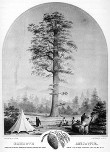 Korkea puu, Kalifornia, USA, 1800-luku 1937.