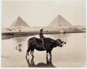 Lapsi ja härkä vesistössä Chephrenin (Khephren) ja Kheopsin (Cheops, Keops, Khoufu, Khufu) a Guizehin (Guiseh, Giza, Giza) pyramidien juurella - valokuva Freres Zangalista, myöhään 19. vuosisadalla