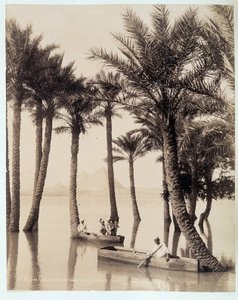 Palmulehto Egyptin pyramidien juurella - Zangali-veljesten valokuva, 1800-luvun loppu