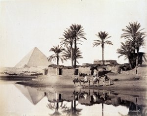 Kamelit juomassa Egyptin pyramidien juurella - Zangali-veljesten valokuva, 1800-luvun loppu