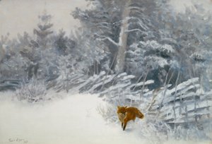 Kettu talvimetsissä