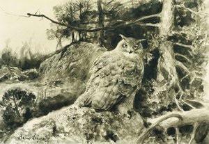 Berguv (Pöllö) Bubo Bubo