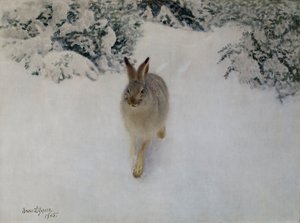 Jänis talvella tekijältä Bruno Andreas Liljefors