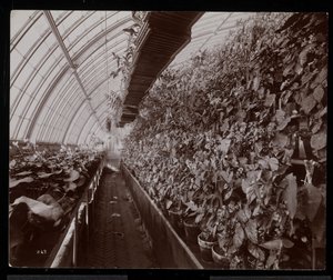 Orkideat kasvihuoneessa Helen Gouldin kartanossa (myöhäinen Jay Gouldin asuinpaikka) Tarrytownissa, New Yorkissa, 1894 (hopeagelatiiniprintti) tekijältä Byron Company