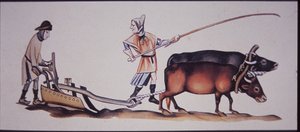 Keskiaikaiset miehet kyntämässä härillä, Luttrell-psalterin kohtauksesta (värilitho)