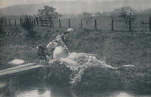 Lammasleikkaus, 1910 tekijältä C. Reid