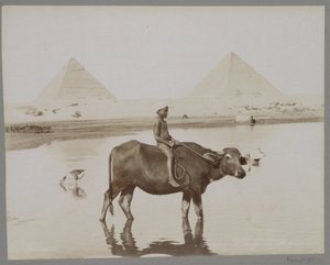 Jongen op een buffel met op de achtergrond twee piramides in Egypte Beufe et Pyramides (title on object) tekijältä C. and G. Zangaki