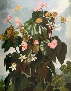 "Oblique-leaved Begonia", 1800, 1948. tekijältä Caldwell