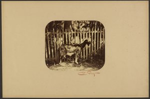 [Vuohi] tekijältä Camille Silvy