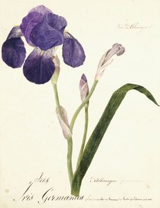 Saksalainen Iris Iris Germanicus, n. 1815-1851 tekijältä Capitaine Pelletier