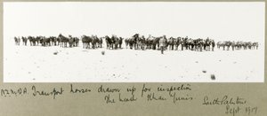 N.Z.M.F.A.:n kuljetushevosia tarkastusta varten rannalla, Khan Yunis, syyskuu 1917. tekijältä Capt. Arthur Rhodes