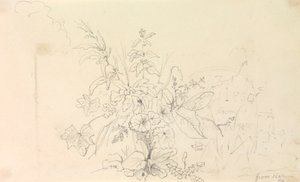 Luonnos kasveista ja virstanpylväs luonnosta, 3. kesäkuuta 1826 tekijältä Capt. Thomas Hastings