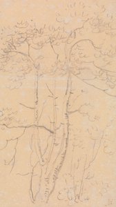 Luonnos puista, Shorwell, Isle of Wight tekijältä Capt. Thomas Hastings