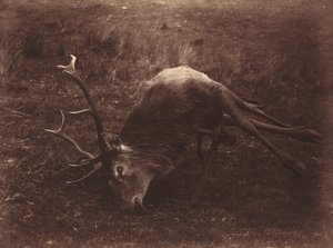 Kuollut hirvieläin