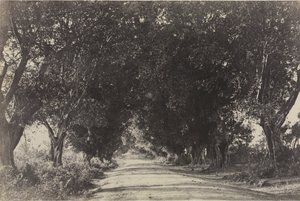 Avenue of the Banyan Trees, Sheringham, Intia