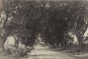 Avenue of the Banian Trees, Seringham, Intia, 1858.