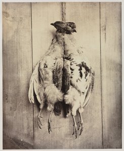 Partridges recto, L.D. Campbellin hauta verso, n. 1861. tekijältä Captain N. Baily